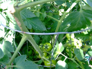 tomato plants are getting so big that their stalks are breaking.  I'm going to the garden store today to ask for help.  unless you have ideas what to do...
